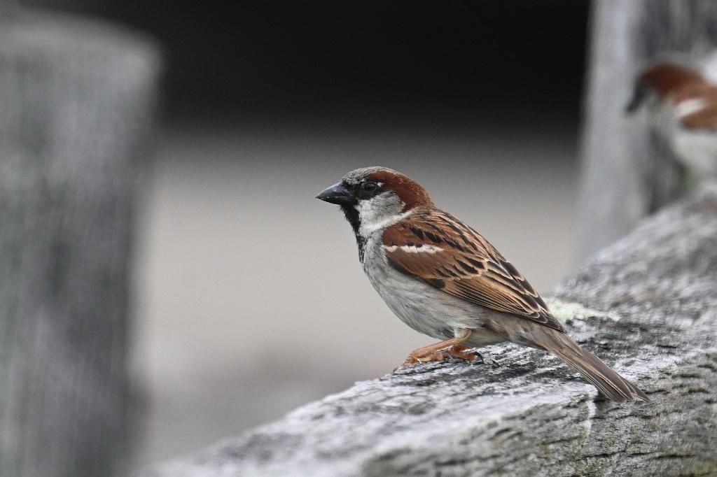 Sparrow, House, 2025-05087896 Ipswitch River Wildlife Sanctuary, MA.JPG - House Sparrow. Ipswitch River Wildlife Refuge, MA, 5-8-2025